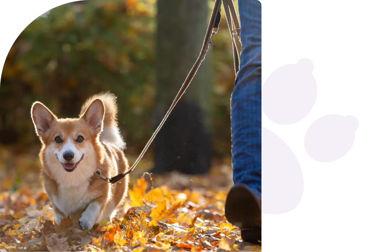 A dog is walking on the leash of its owner.