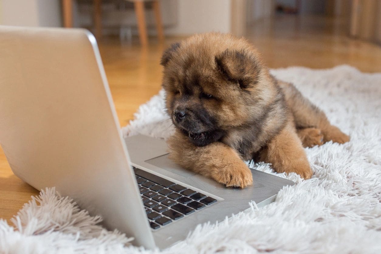 A dog sitting on the floor next to a laptop.