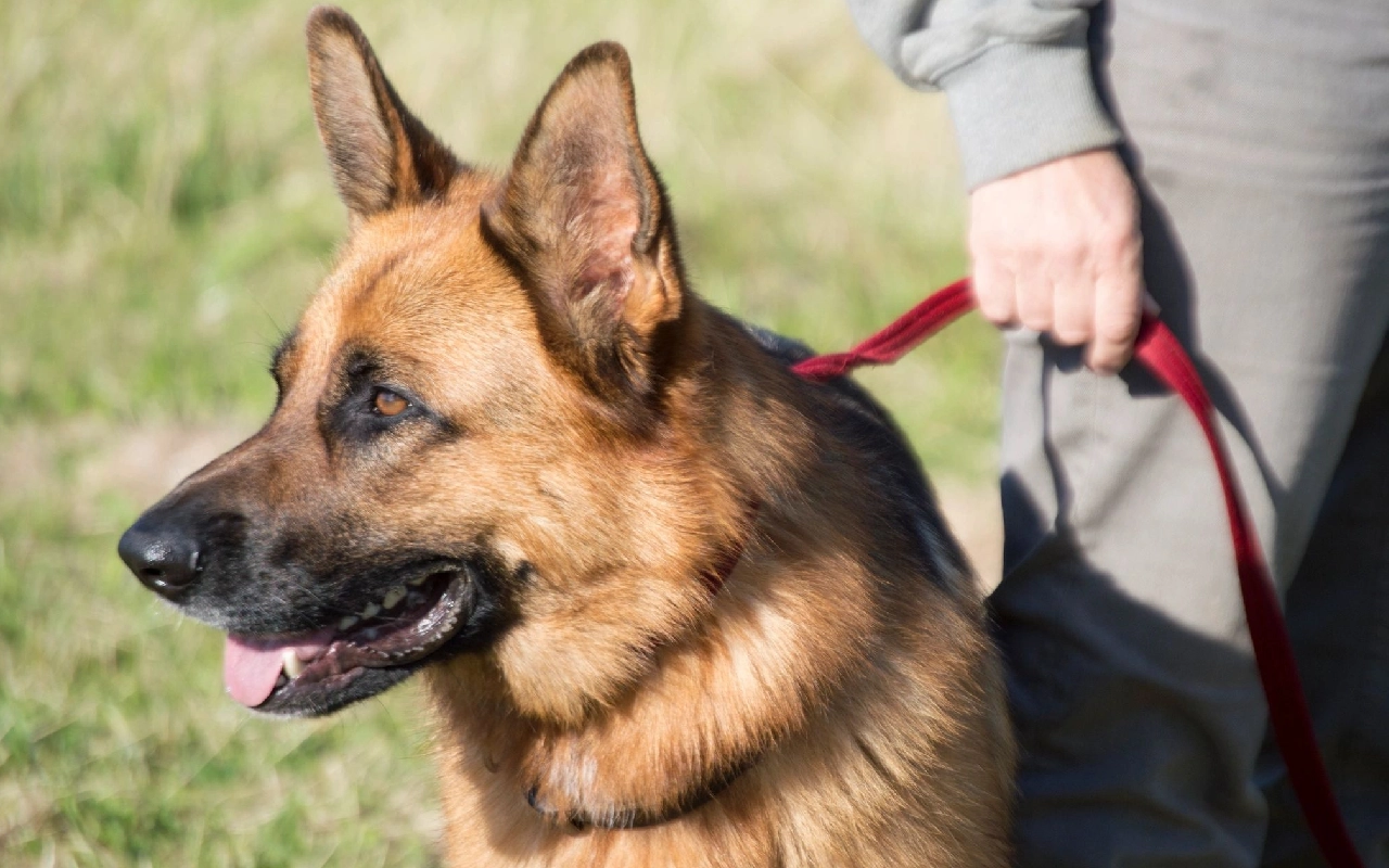 A german shepherd is being walked by his master.