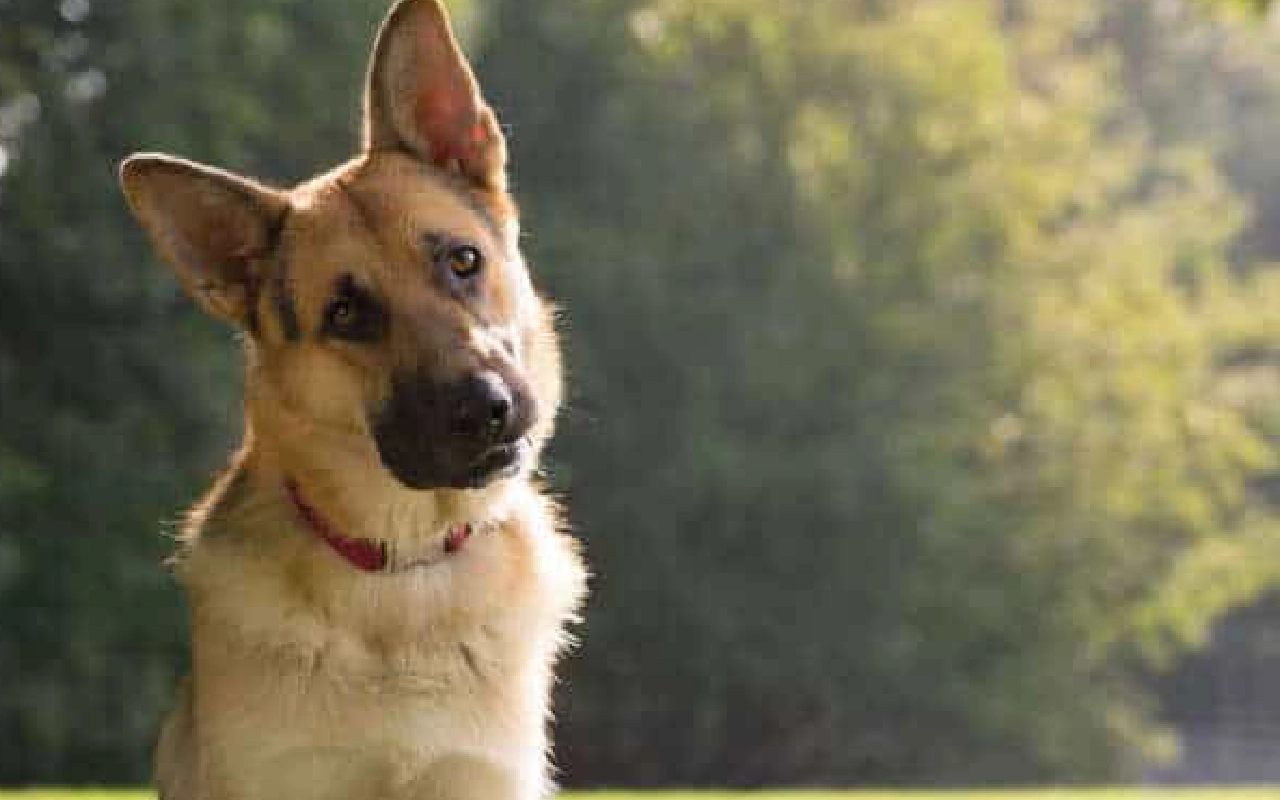 A german shepherd dog with its head turned to the left.