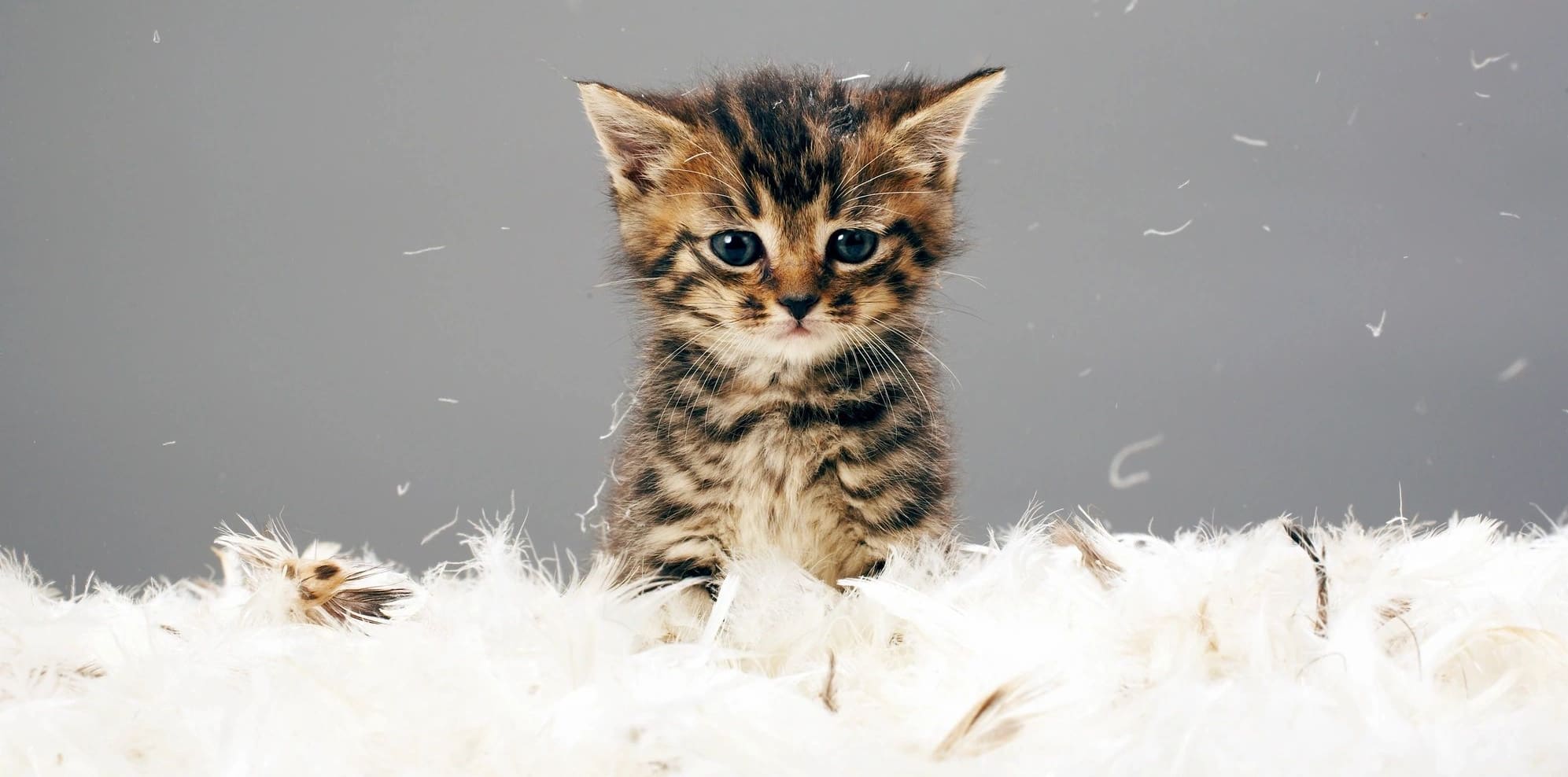 A kitten sitting on top of feathers in front of a gray background.